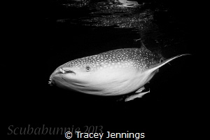 black & white whale shark by Tracey Jennings 
